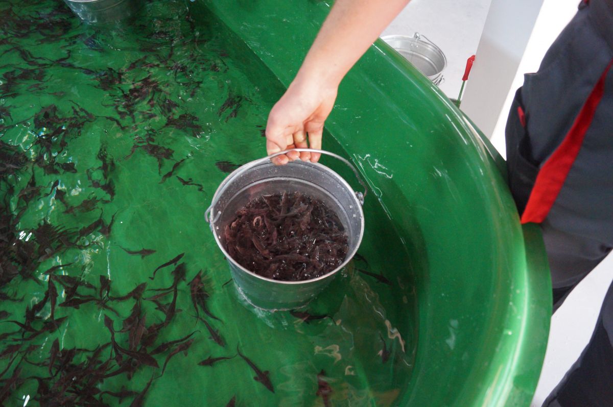 В Хакасии планируют выращивать рыбопосадочный материал