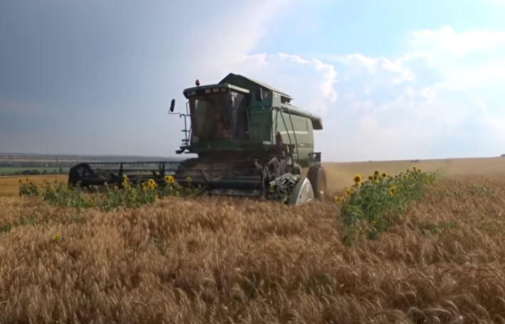 Половина урожая в Хакасии убрана
