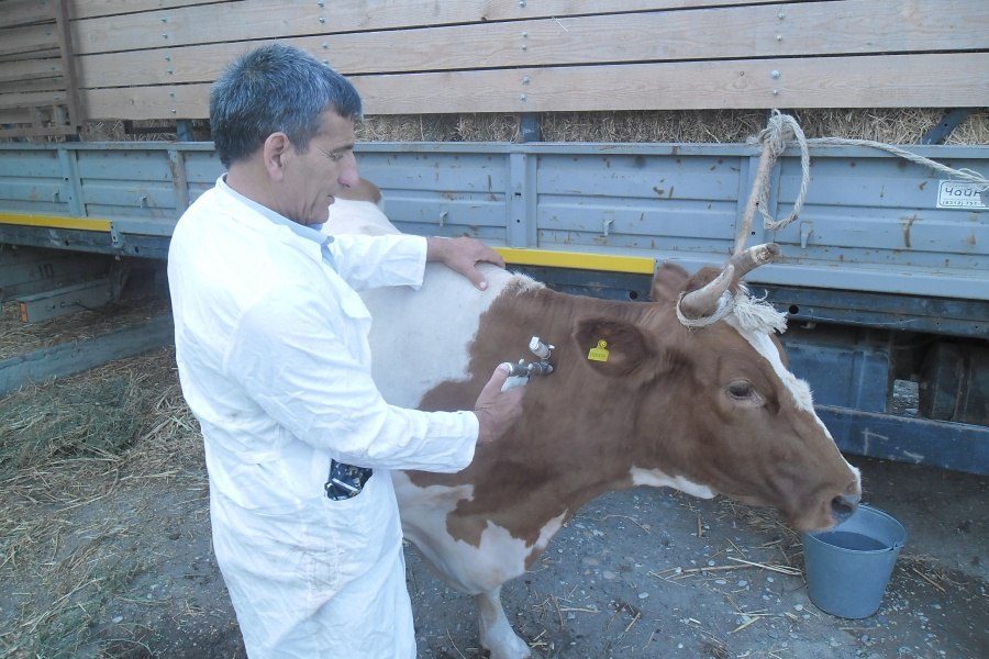 В Хакасии ﻿проводится вакцинация домашнего скота