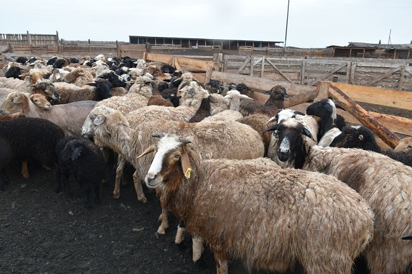 Благодаря господдержке фермер в Усть-Абаканском районе наращивает поголовье овец