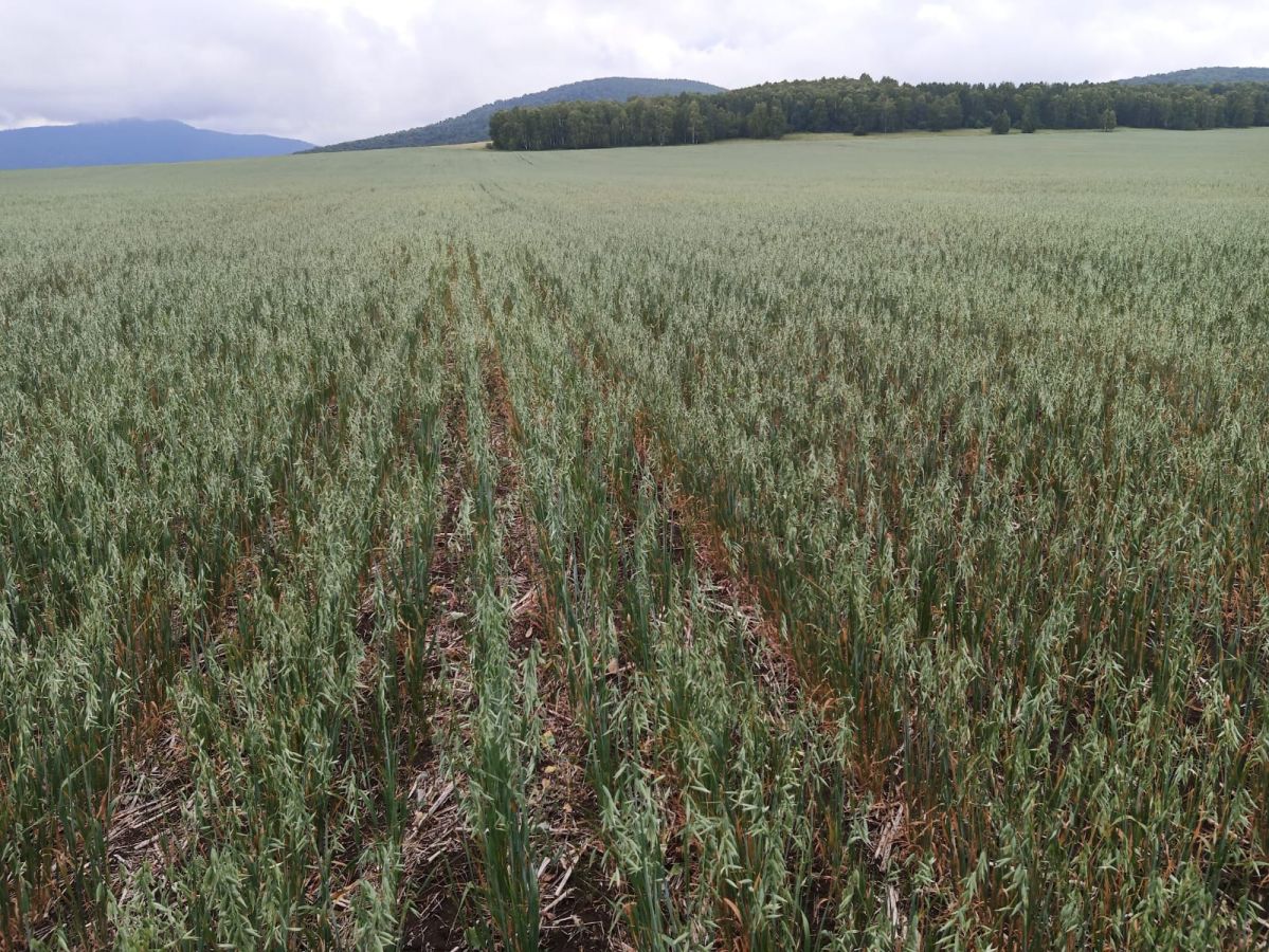 В Хакасии погода повлияла на кормозаготовку ﻿и урожайность зерновых культур