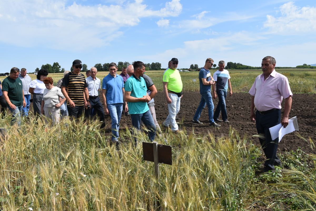 В Хакасии на семинаре «День поля» обсудили вопросы развития растениеводства