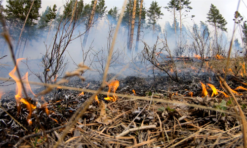 Власти простимулируют россиян внимательнее относиться к лесным пожарам