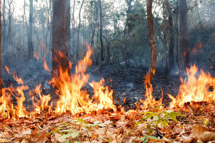 Первый в этом году лесной пожар потушили в Хакасии