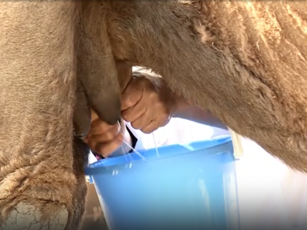 milk verblyd