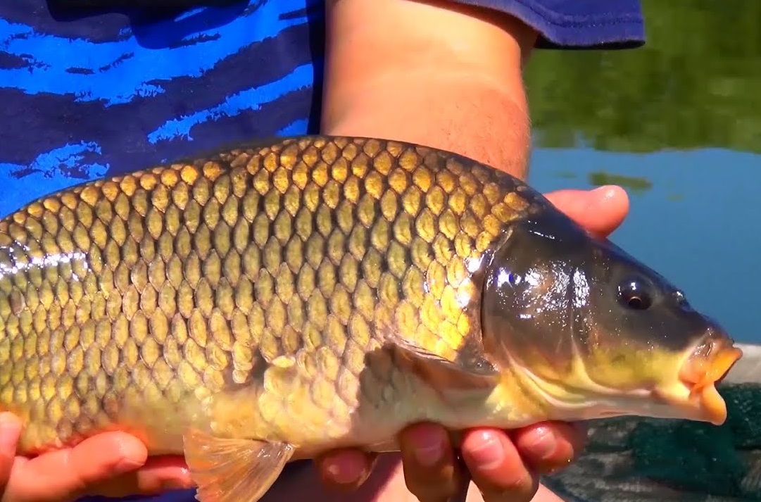 ribnii sport karp