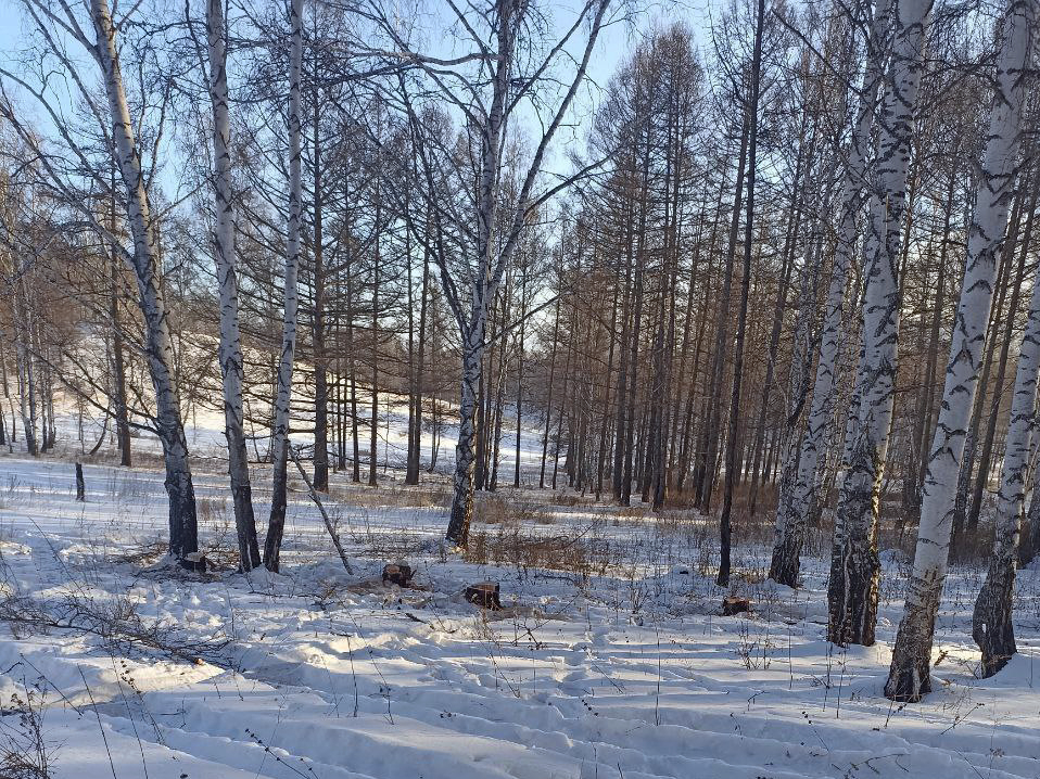 Лесные инспекторы Хакасии нашли  злоумышленника по следам