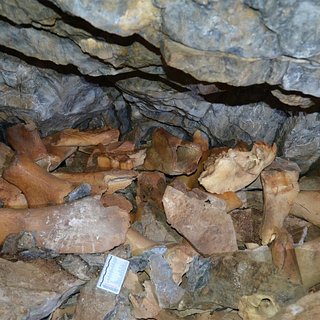 Палеонтологи обнаружили в Хакасии крупнейшее в Азии логово пещерных гиен