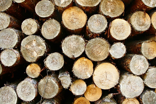 У жителей Хакасии появилась возможность самостоятельно решать, как использовать заготовленную древесину