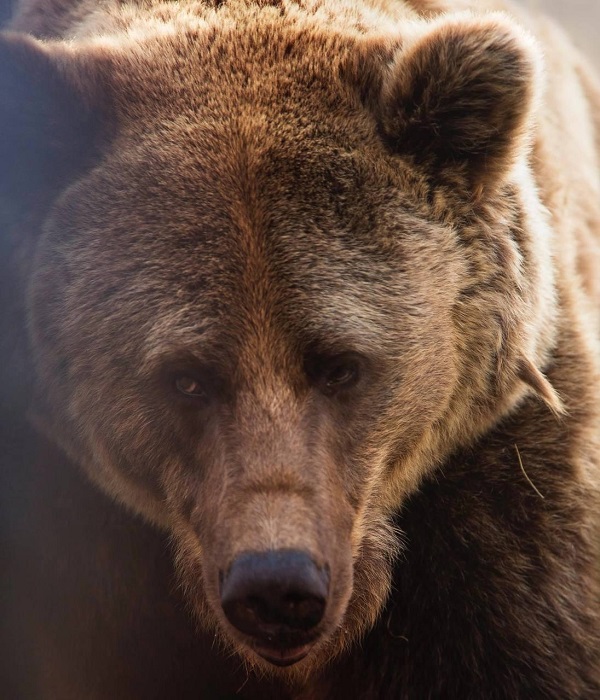 В Хакасии начнется прием заявлений на добычу бурого медведя