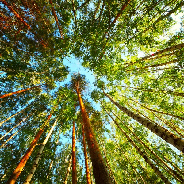 В Хакасии отмечают Международный день лесов