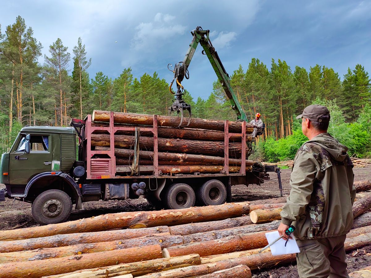 В Хакасии на торги 6 лотов на заготовку 15 тысяч кубов деловой древесины