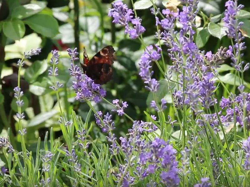 lavanda