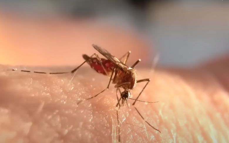 Аллерголог рассказала об опасности комариных укусов для нервной системы