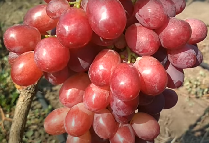vinograd kr